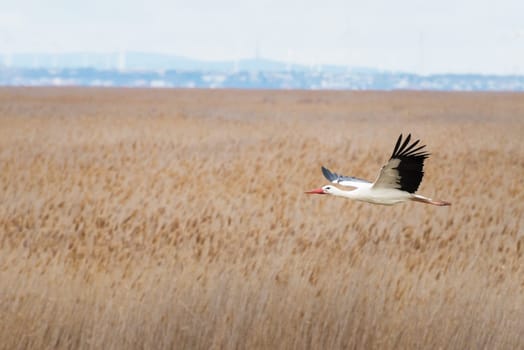 European stork flying over some reeds on lake Neusiedlersee in Burgenland