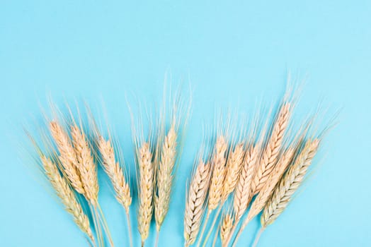 Wheat crop on a blue background, food harvest in the summer, golden straw