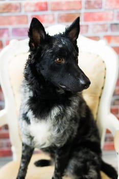 Black White Dog on back brick wall, mudi, a studio shot