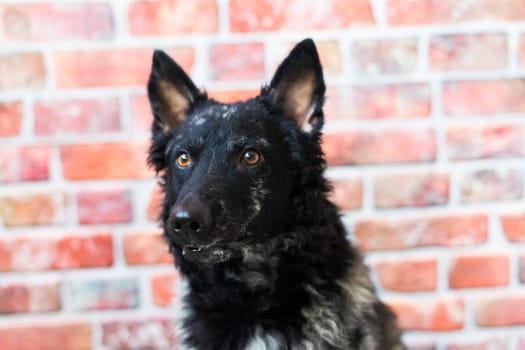 Black White Dog on back brick wall, mudi, a studio shot
