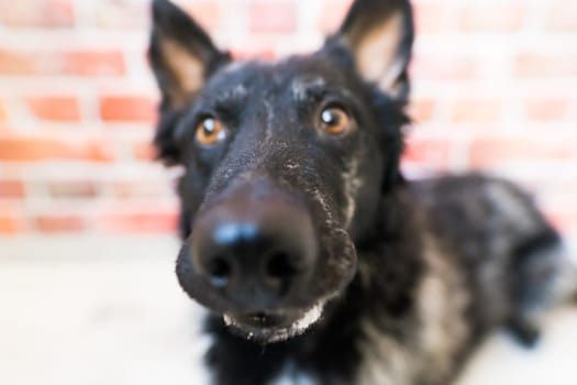 Black White Dog on back brick wall, mudi, a studio shot