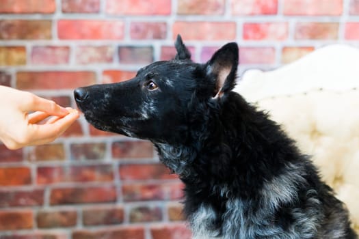 Black White Dog on back brick wall, mudi, a studio shot