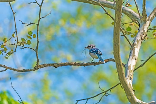 Blue Jay Gathering Twigs For a Nest in Cuyahoga Valley National Park in Ohio