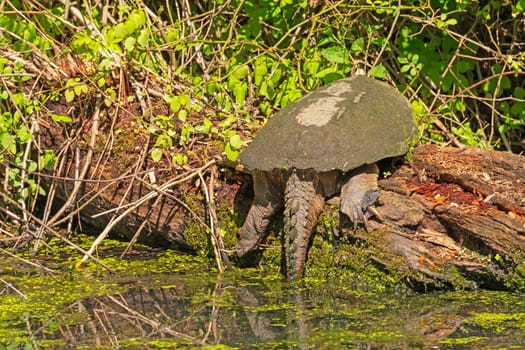Back View of a Snapping Turtle in Cuyahoga Valley National Park in Ohio