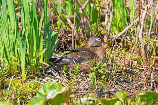Female Wood Duck Sitting on Her Nest in Cuyahoga Valley National Park in Ohio