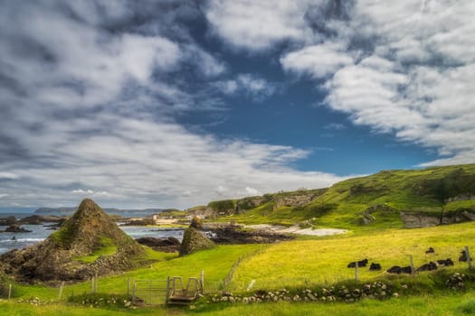Heard of cows resting on green field of beautiful Causeway Coast at Ballintoy Harbour and cottage, County Antrim, Northern Ireland