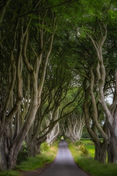 The Dark Hedges in County Antrim, Northern Ireland. Filming location of popular TV show.