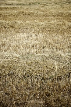 Detail of fresh cereal field in nature