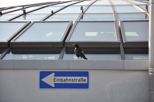 Raven sitting above a one-way street sign at the Limbecker Platz in Essen, NRW, Germany