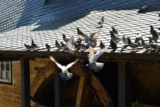 Pigeons on a slate roof of an old mill in Goslar, Germany