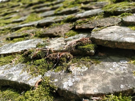 Bright green of mossy tiled roof in rural Europe. Old roof tiles. Thick green moss and lichens grew on the roof of the building. Pleasant ambient of the homeland, at home. The concept of tradition, home, antiquity.