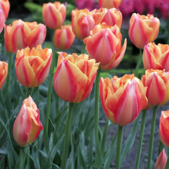 tulip Tulipa, bulbous herbs in the lily family Liliaceae. Tulips, garden flowers, cultivars and varieties have been developed. Flowers delicate pink yellow. Beautiful buds. Landscaping, flowerbed