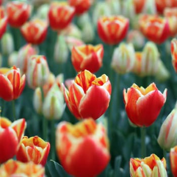 tulip Tulipa, bulbous herbs in the lily family Liliaceae. Tulips, garden flowers, cultivars and varieties have been developed. Flowers delicate pink yellow. Beautiful buds. Landscaping, flowerbed