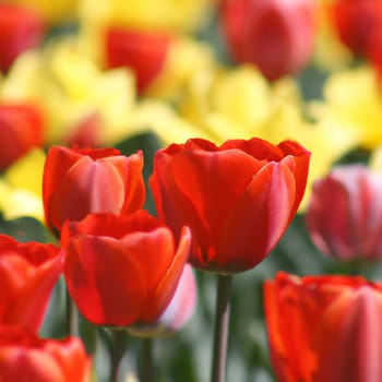 tulip Tulipa bulbous herbs in lily family Liliaceae. Tulips, garden flowers, cultivars and varieties. Flowers delicate bright reddish red color. Beautiful buds. Landscaping. Variety Darwin hybrids