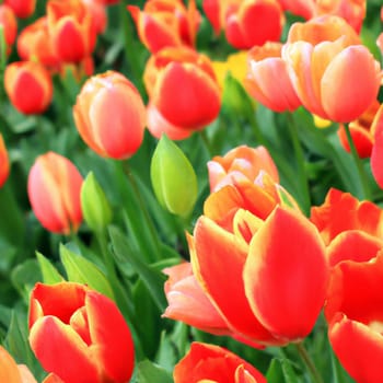 tulip Tulipa, bulbous herbs in the lily family Liliaceae. Tulips, garden flowers, cultivars and varieties have been developed. Flowers delicate pink yellow. Beautiful buds. Landscaping, flowerbed