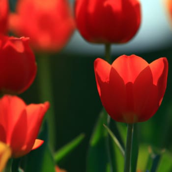 tulip Tulipa bulbous herbs in lily family Liliaceae. Tulips, garden flowers, cultivars and varieties. Flowers delicate bright reddish red color. Beautiful buds. Landscaping. Variety Darwin hybrids