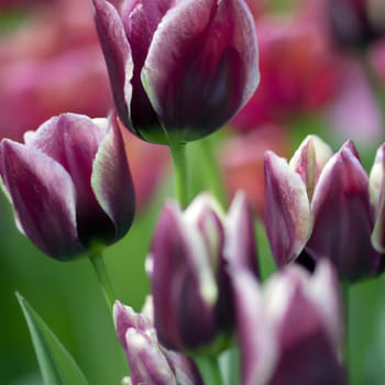 tulip Tulipa, bulbous herbs in the lily family Liliaceae. Tulips, garden flowers, cultivars and varieties have been developed. Flowers delicate pink purple. Beautiful buds. Landscaping, flowerbed