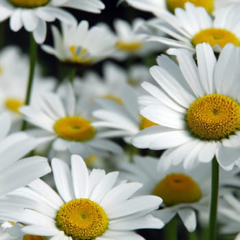 White Daisies flowers. Postcard or label design. Yellow flower earring. Aroma of chamomile pharmacy. Large blooming inflorescences on a green background. Meadow. Yellow disk and white rays. Matricaria