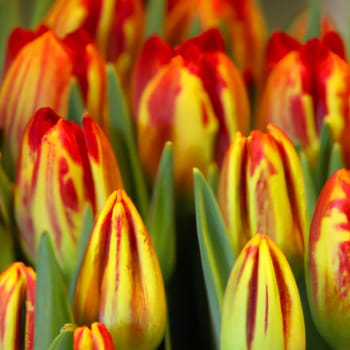 tulip Tulipa, bulbous herbs in lily family Liliaceae. Tulips, garden flowers, cultivars and varieties. Flowers delicate reddish yellow with stripes and spots. Beautiful buds. Landscaping, flowerbed.