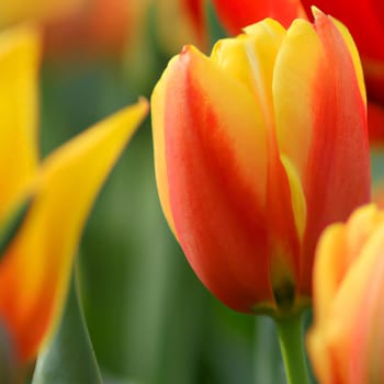 tulip Tulipa, bulbous herbs in the lily family Liliaceae. Tulips, garden flowers, cultivars and varieties have been developed. Flowers delicate pink yellow. Beautiful buds. Landscaping, flowerbed.