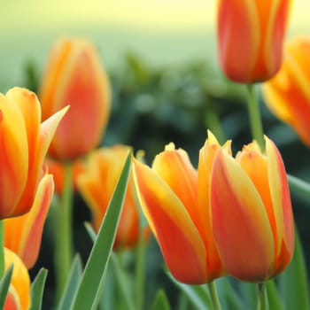 tulip Tulipa, bulbous herbs in the lily family Liliaceae. Tulips, garden flowers, cultivars and varieties have been developed. Flowers delicate pink yellow. Beautiful buds. Landscaping, flowerbed.