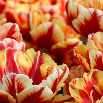 tulip Tulipa, bulbous herbs in lily family Liliaceae. Tulips, garden flowers, cultivars and varieties. Flowers delicate reddish yellow with stripes and spots. Beautiful buds. Landscaping, flowerbed.