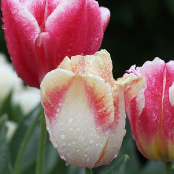 tulip Tulipa, bulbous herbs in the lily family Liliaceae. Tulips, garden flowers, cultivars and varieties have been developed. Terry white, pink flowers with yellow veins. Uneven edges of the petals.