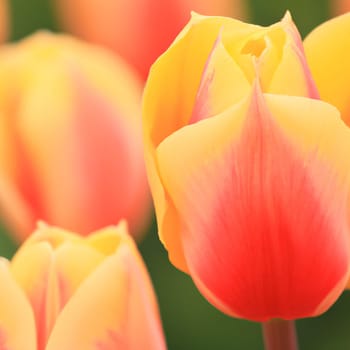 tulip Tulipa, bulbous herbs in the lily family Liliaceae. Tulips, garden flowers, cultivars and varieties have been developed. Flowers delicate pink yellow. Beautiful buds. Landscaping, flowerbed.