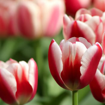 tulip Tulipa, bulbous herbs in lily family Liliaceae. Tulips, garden flowers, cultivars and varieties. Flowers delicate reddish white with stripes and spots. Beautiful buds. Landscaping, flowerbed.