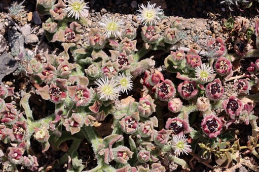 Eiskraut Mesembryanthemum crystallinum, Gran Canaria, Spanien, San Agustin