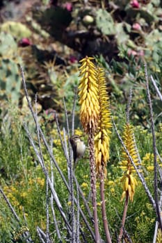 Kanarenzilpzalp, Kanaren-Zilpzalp - Phylloscopus canariensis an einer echten Aloe (aloe vera), Gran Canaria, Spanien, San Agustin