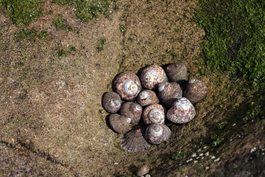 Würfelturbanschnecken - Phorcus turbinatus, Gran Canaria, Spanien, San Agustin