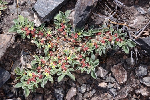 Kanaren-Eiskraut - Aizoon canariense, Gran Canaria,Spanien, San Agustin