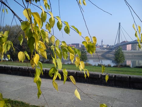 The beginning of the golden autumn. Birch branches with yellow leaves lean over the road. In the background is a river and a concrete bridge. Old city in sunny weather.