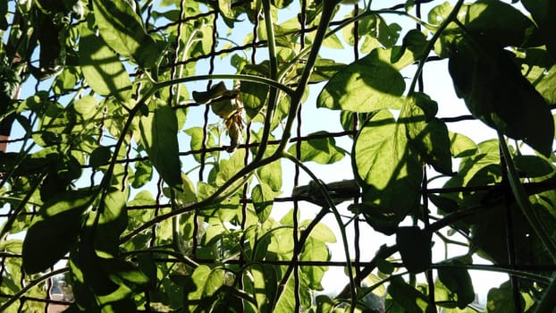 Thick tomato tops. Tomatoes planted on the balcony, in the open ground. The plant rests on a metal grid - netting. Hot sunny day and blue sky. Saturated greenery of a healthy plant