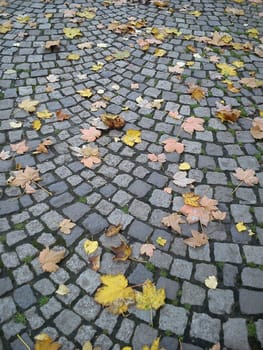 Fallen, withered yellow and brown maple leaves lie on the paving stones. The fading of nature on a rainy day. Gray old stone tile in a city park