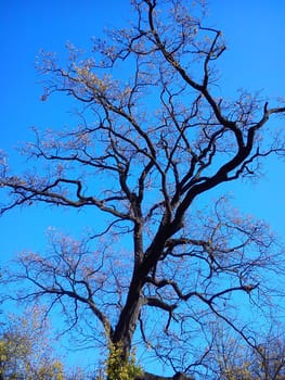 Dry tree against the blue sky. Dark silhouette. Sunny late autumn in Serbia. The plant dropped leaves
