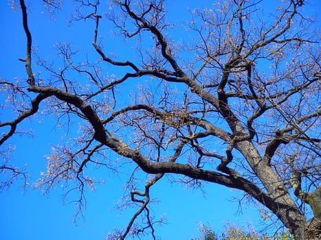 Dry tree against the blue sky. Dark silhouette. Sunny late autumn in Serbia. The plant dropped leaves.