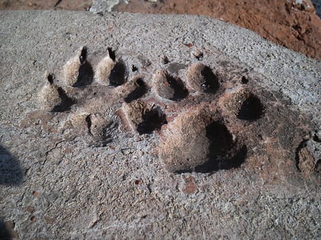 The animal left traces of its forepaws on a concrete slab. Each paw has 4 fingers and 4 claws. Unusual imprint in the city center.