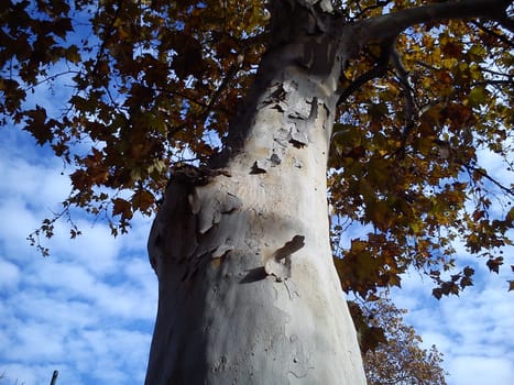 Autumn yellow leaves on a plane tree. Yellow tree crown on a background of blue sky with clouds. Seasonal fading of tree vitality. The bare trunk without bark. Impending death