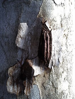 Damaged surface of a plane tree trunk. Ulceration on the cortex caused by disease, virus, or rotting after breaking off a branch or after a deep cut with a knife. Hollow formation in the trunk.