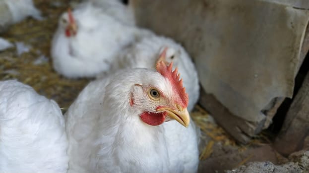 Portrait of a kind white chicken with a red comb. Image of a white chicken sitting and looking at the camera with one eye. Calm bird resting in a chicken coop and looking at the photographer.