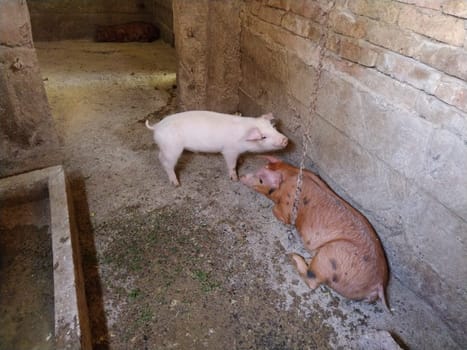 little pigs in a stable. Cheerful animals in the barn. Young pigs for fattening