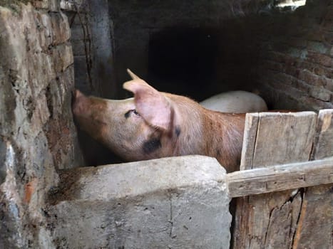 A pig with a brown skin in a pigsty. Agriculture. Pork production. Pig's face and nose. The animal looks at the photographer