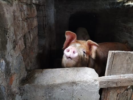A pig with a brown skin in a pigsty. Agriculture. Pork production. Pig's face and nose. The animal looks at the photographer