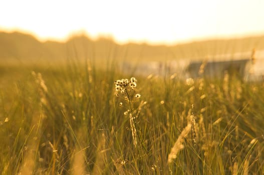 Grass meadow with bushes and flowers on a dune on the coast at sunset. Nature photo during a hike on the Baltic Sea. Landscape photo