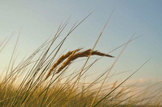 Grass on a dune on the coast at sunset. Nature photo during a hike on the Baltic Sea. Landscape photo