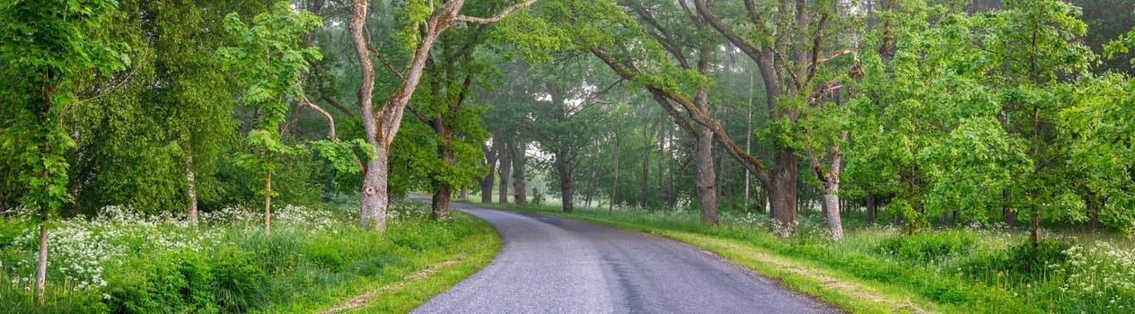 Foggy asphalt road in the morning in springtime. Panoramic view of the tarmac turning highway in countryside.