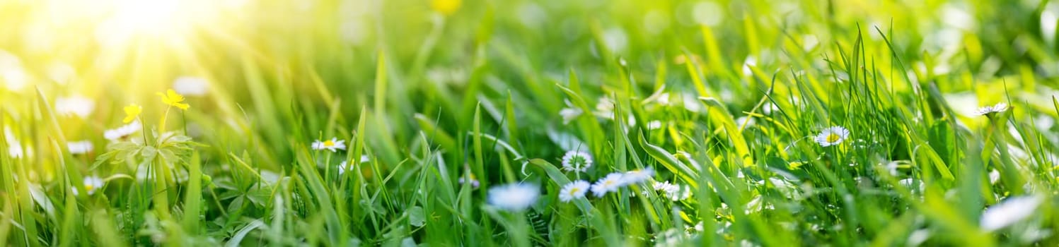 Panoramic view of the lawn with blossoming daisies and fresh green grass. Beautiful background.