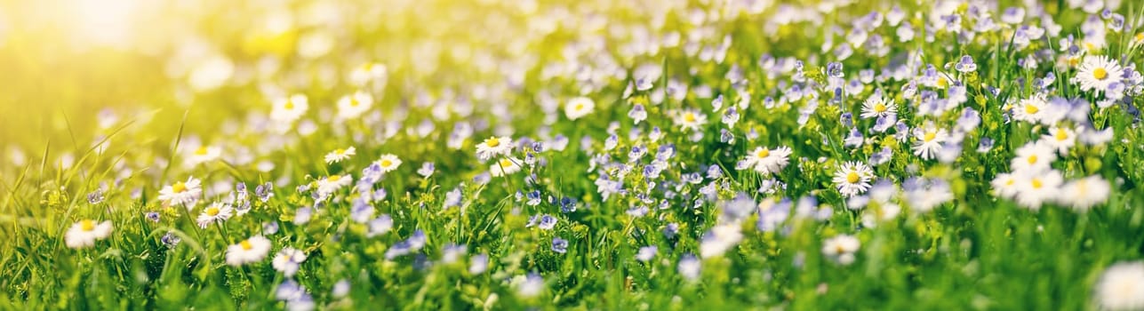 Panoramic view of the lawn with blossoming flowers and fresh green grass. Beautiful background.
